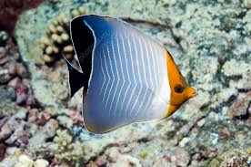 Hooded Butterflyfish