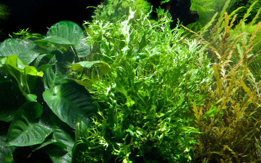 Lush aquascape featuring Microsorum pteropus Windeløv aquarium plant among other aquatic plants.