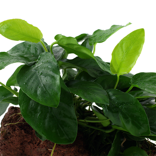 Anubias barteri nana