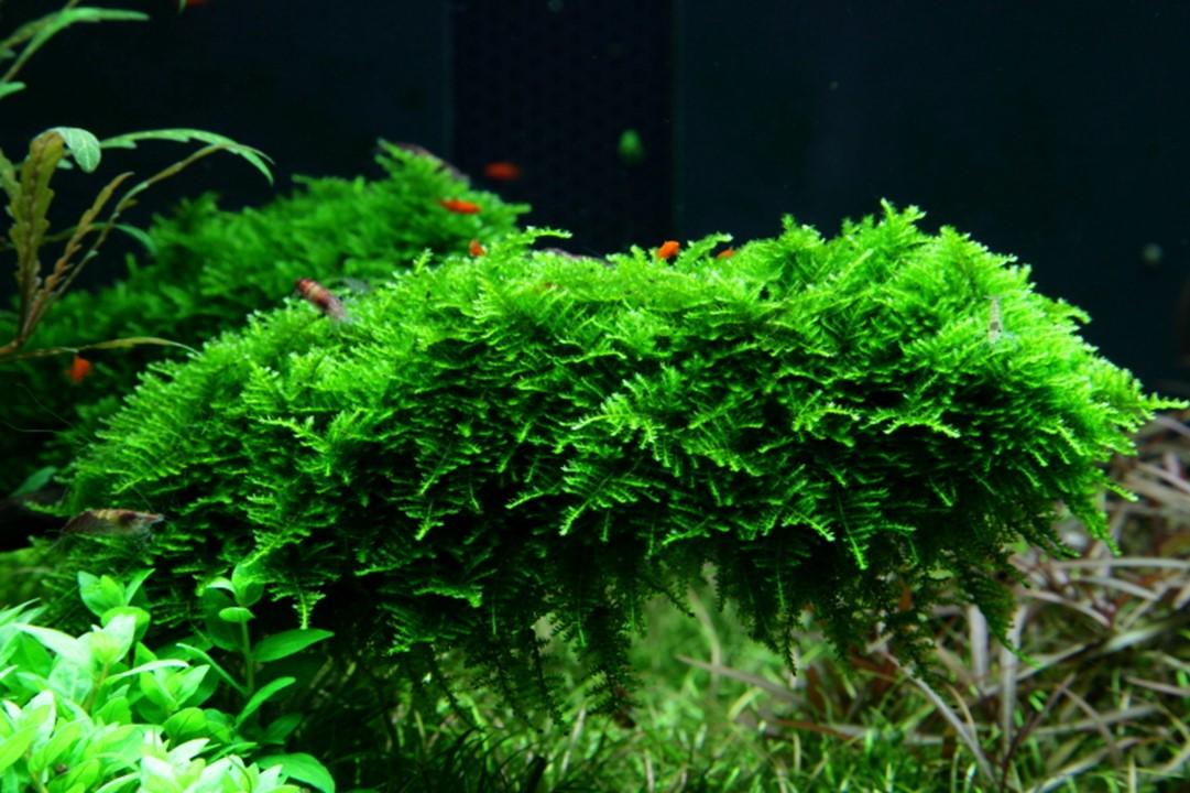 Vesicularia montagnei 'Christmas Moss'