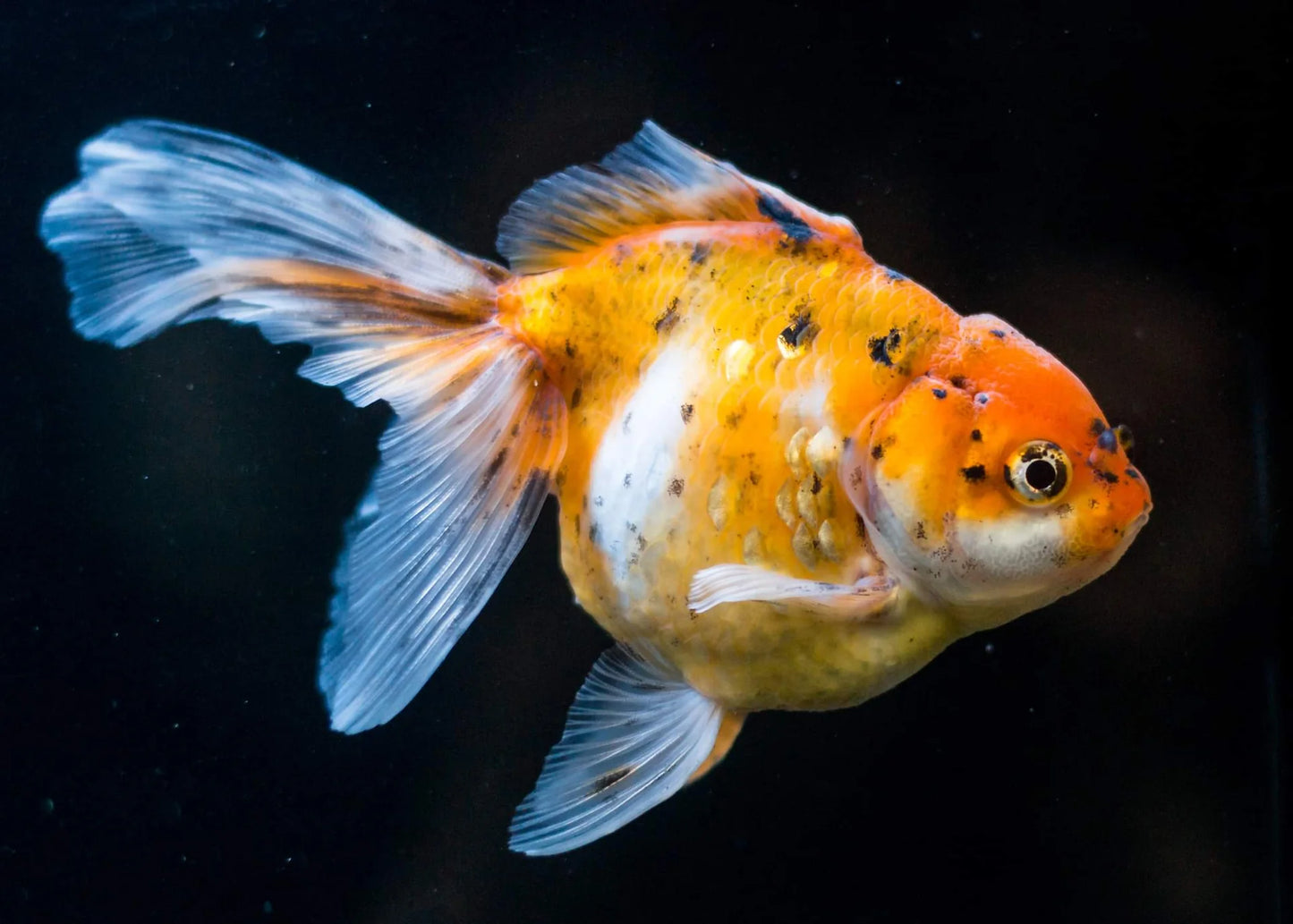 GOLD FISH - CALICO ORANDA