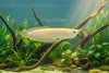 ALBINO SILVER AROWANA