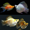 ASSORTED BALLOON MOLLY