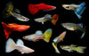 ASSORTED MALE GUPPY