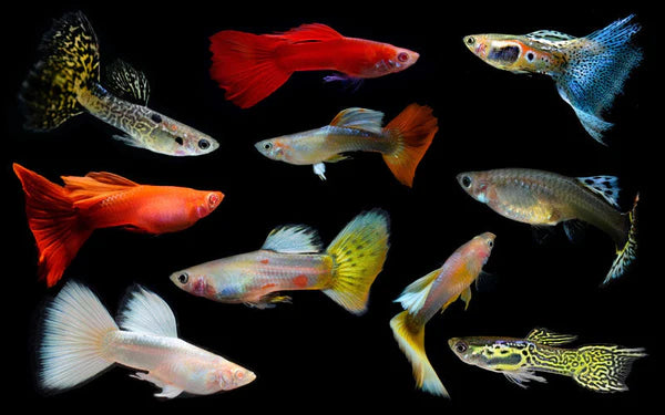 ASSORTED MALE GUPPY