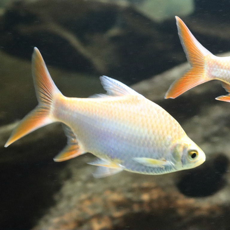 ALBINO TINFOIL BARB