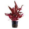 Alternanthera reineckii 'Rosanervig'