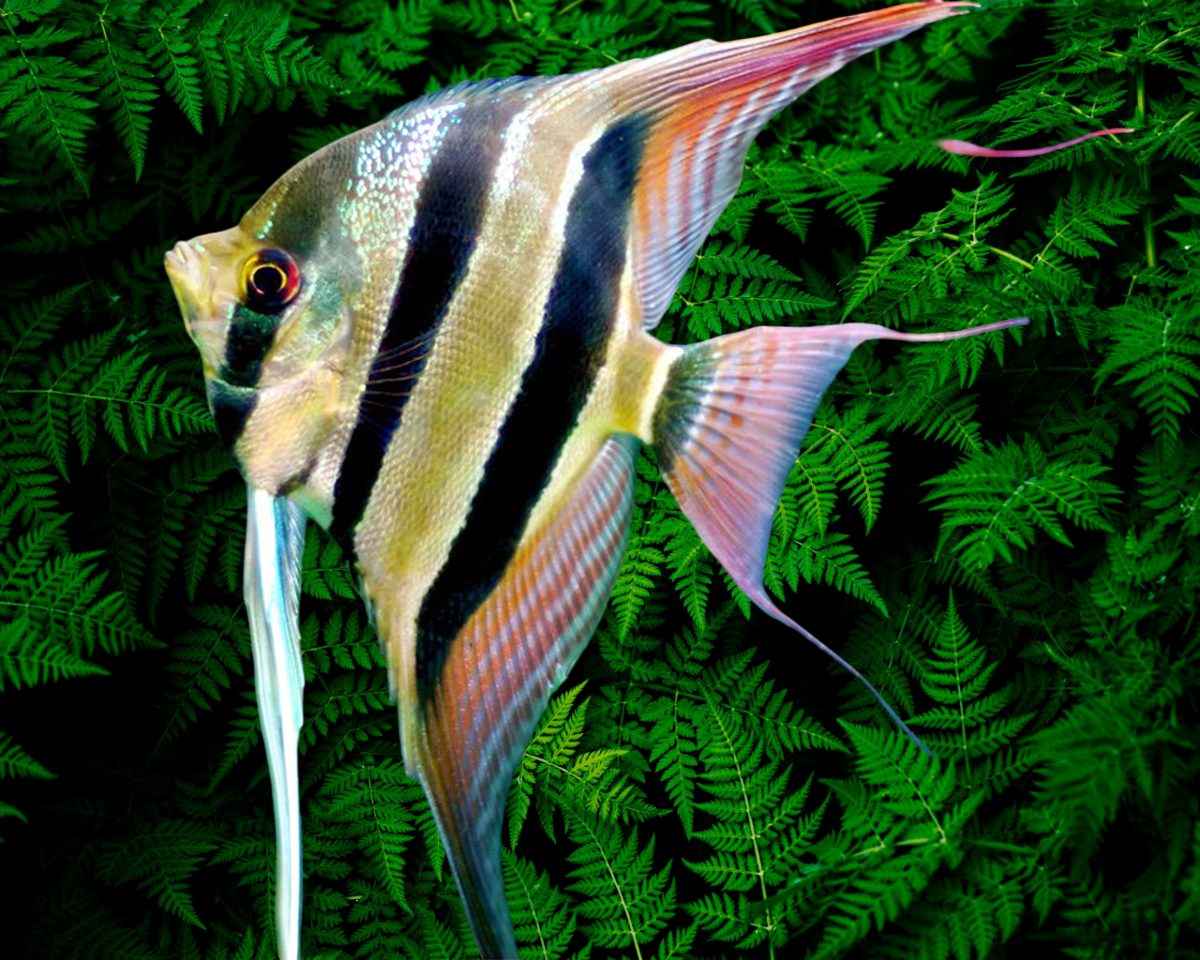 ALTUM PERUVIAN ANGEL