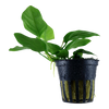 Anubias barteri nana