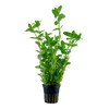 Bacopa caroliniana