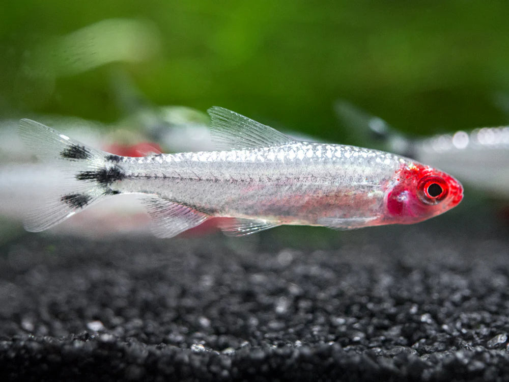 Brilliant Head Rummy Nose Tetra