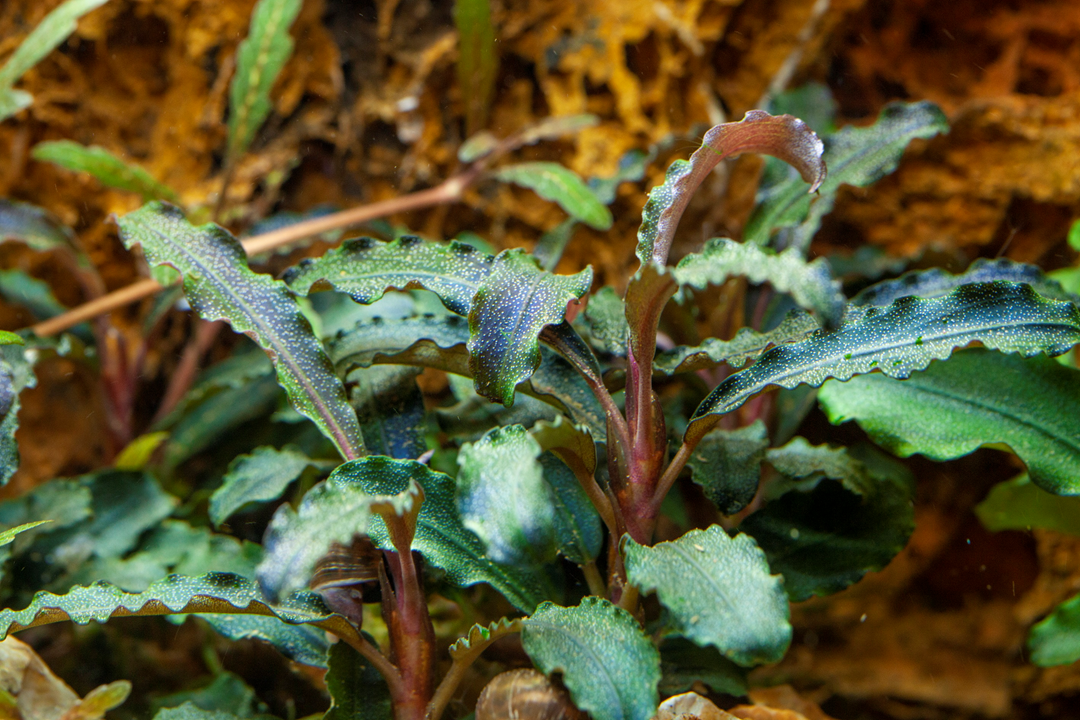 Bucephalandra