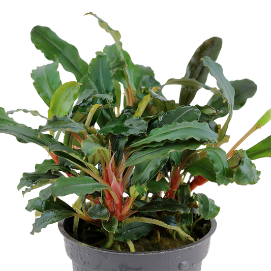 Bucephalandra