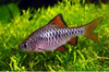 CHECKERED BARB
