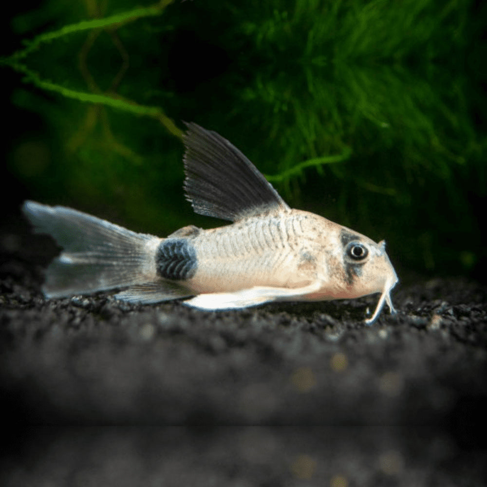Corydoras Panda
