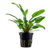 Cryptocoryne wendtii 'Green'