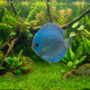 A vibrant blue discus fish swimming in a clear aquarium, featuring a bright red eye and a semi-transparent body with delicate fins.