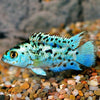 Electric Blue Jack Dempsey Cichlids