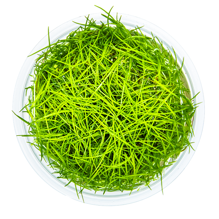 Eleocharis acicularis