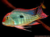 GEOPHAGUS
