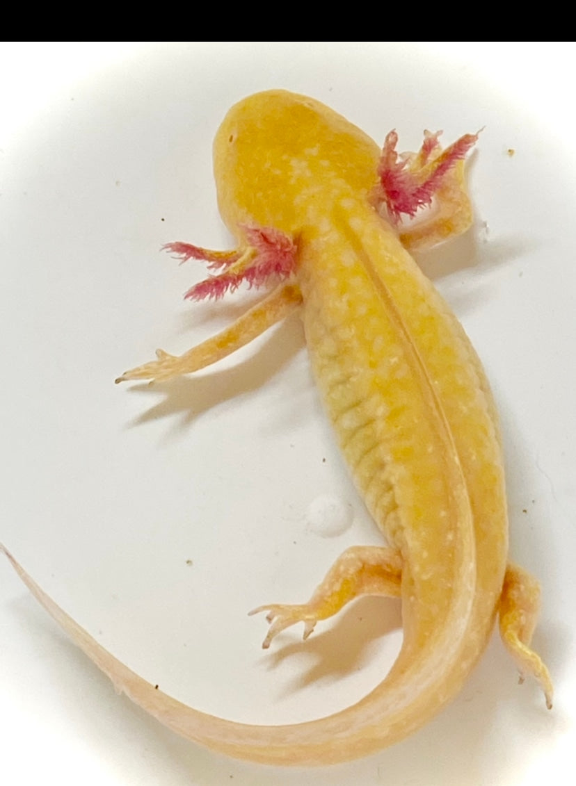 Golden Albino Axolotl