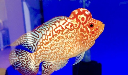 Golden King Kamfa Flowerhorn