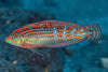 Orange-tipped Rainbow Wrasse