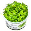 Hydrocotyle tripartita