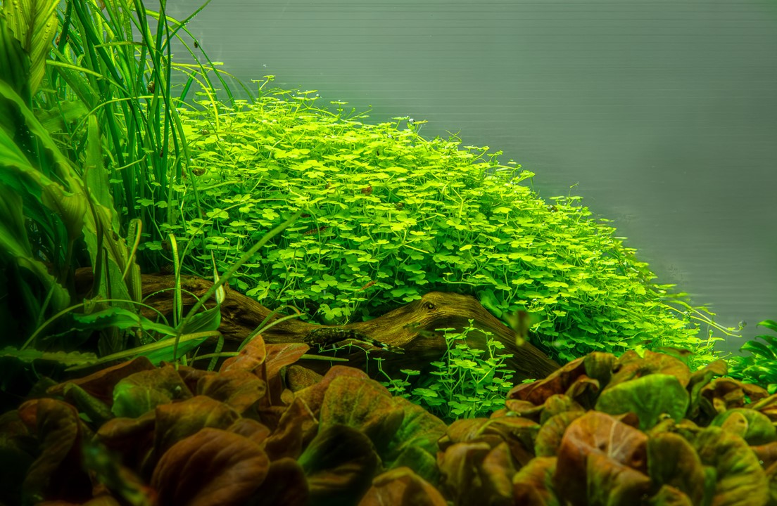 Hydrocotyle tripartita