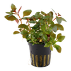 Ludwigia repens 'Rubin'