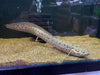 Marbled Lungfish