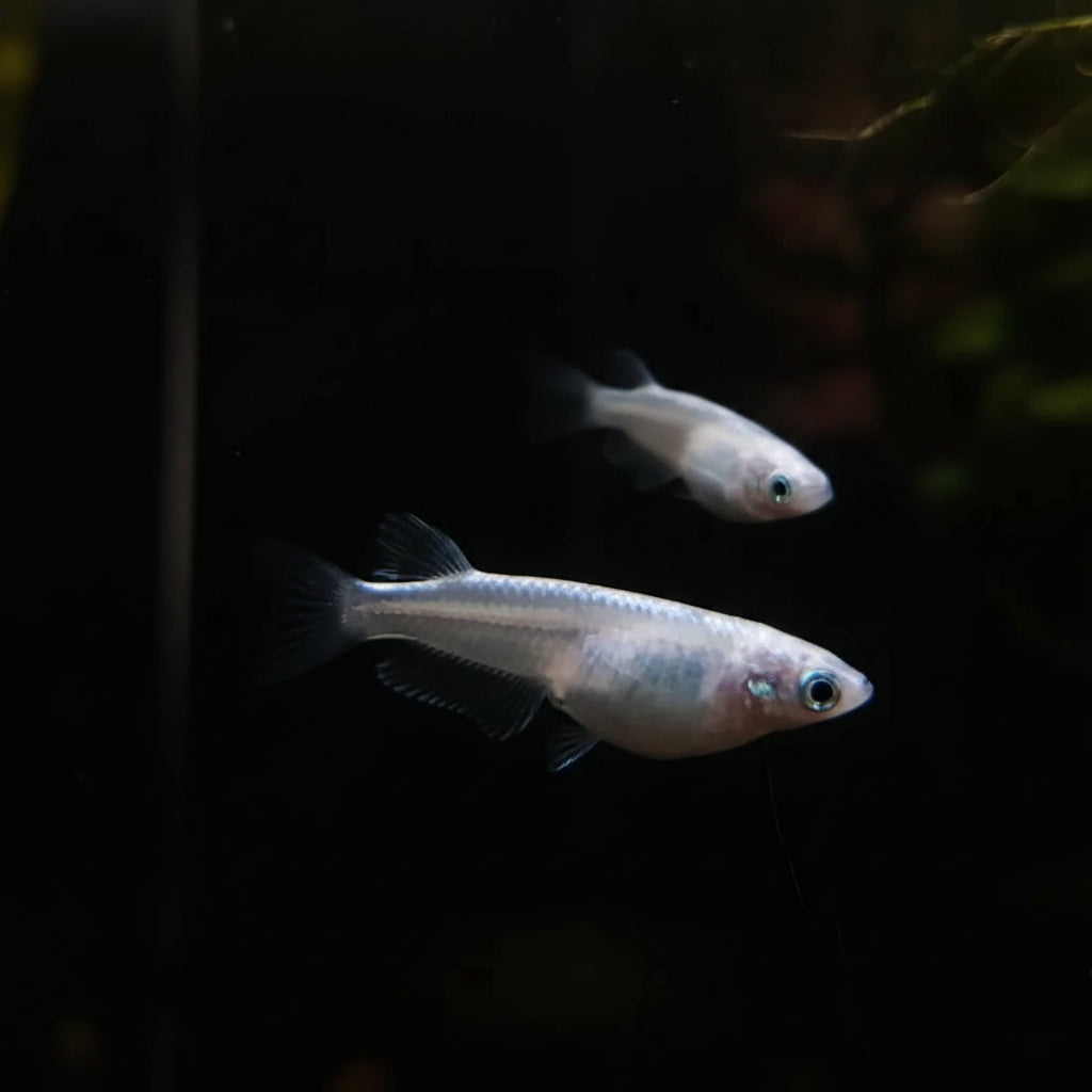 MEDAKA SHIRO(JAPANESE RICE FISH WHITE