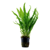 Microsorum pteropus