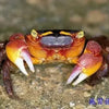 Red Apple Crab