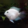PLATINUM PARROT