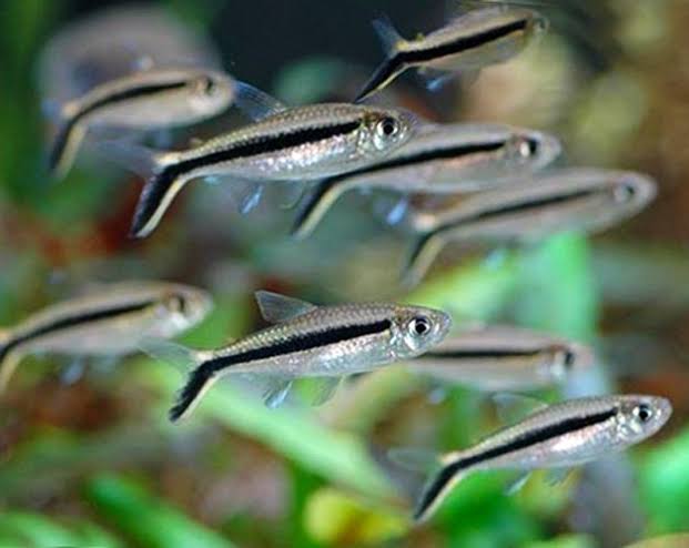 Penguin Tetra