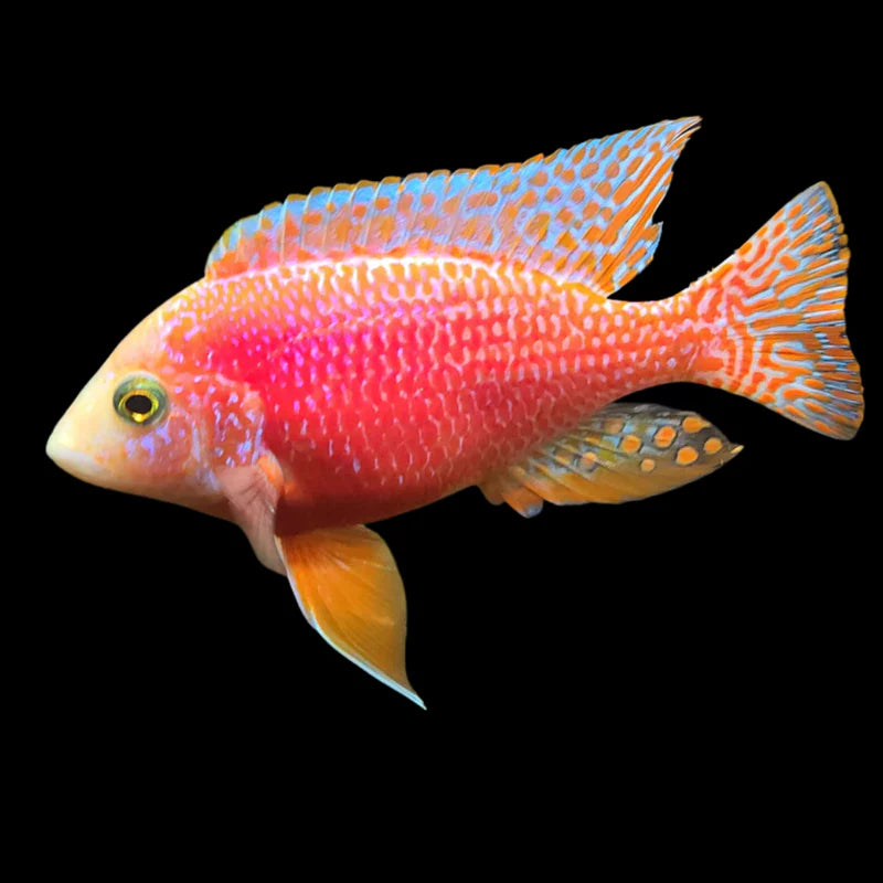 PINK PEACOCK