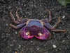 Purple Arm Crab