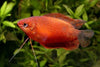 RED HONEY GOURAMI