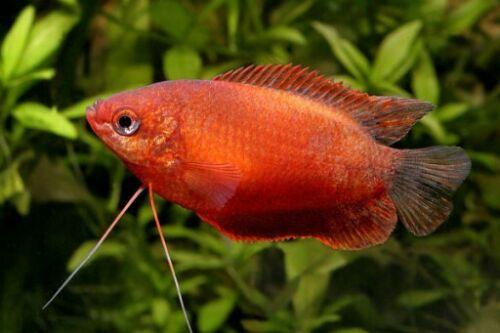 RED HONEY GOURAMI