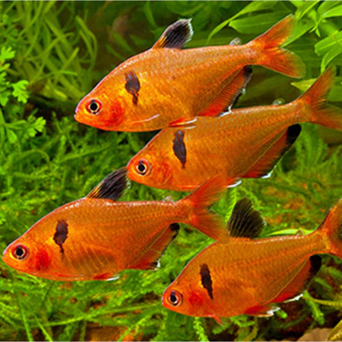 Healthy Serpae Tetra schooling fish for sale Ireland