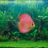 A discus fish with vibrant red and pink mottled scales swimming against a bright blue background, with a watermark of 'mekosia' across the center.