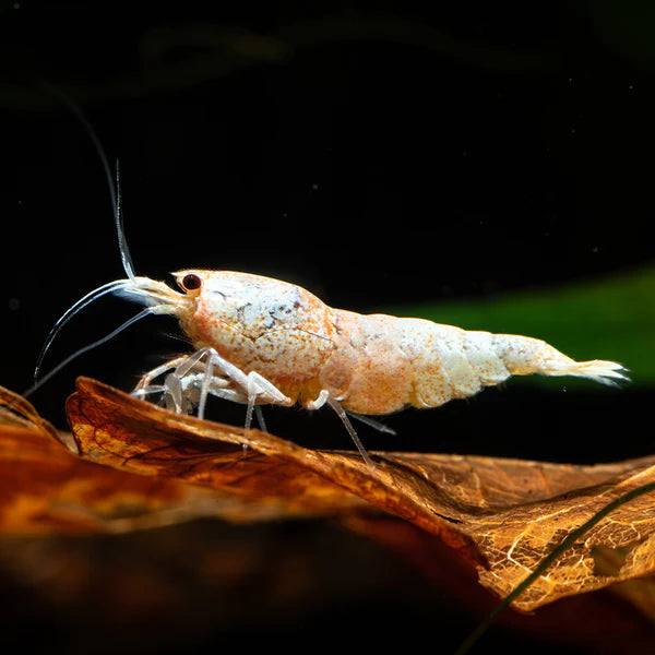 Golden crystal shrimp