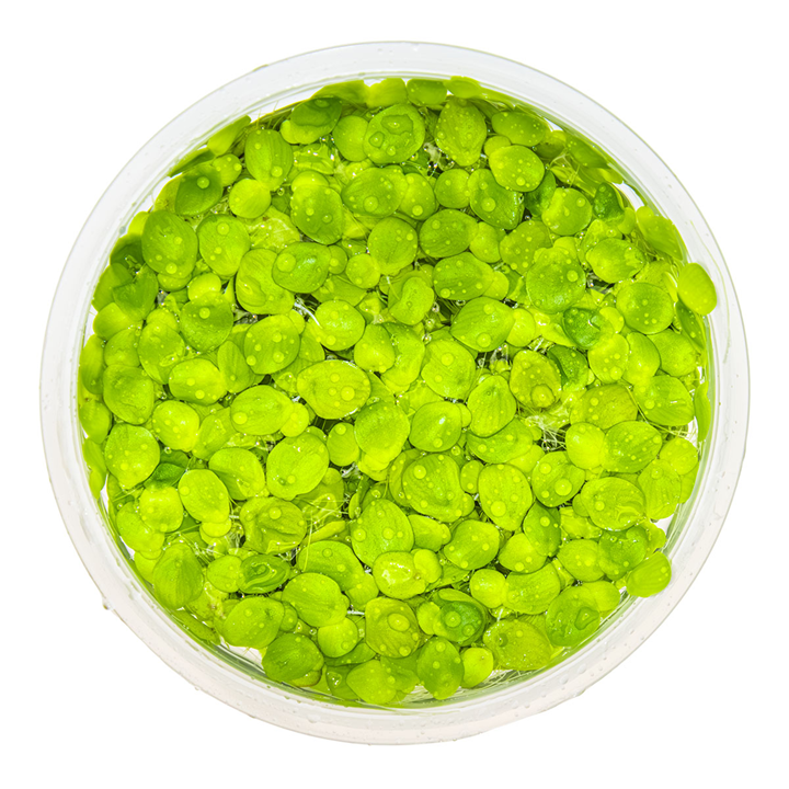 Spirodela polyrrhiza ( Duckweed )
