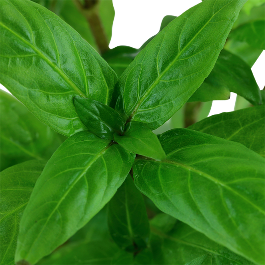 Staurogyne repens