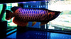 ULTRA BLUE BASE GOLDEN AROWANA - PREMIUM