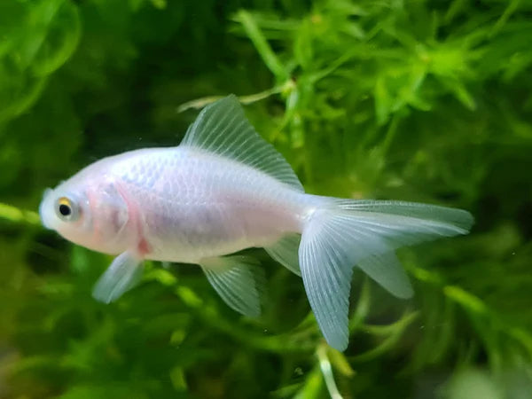 GOLD FISH - WHITE