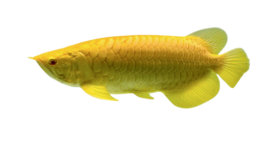 ALBINO GOLD AROWANA
