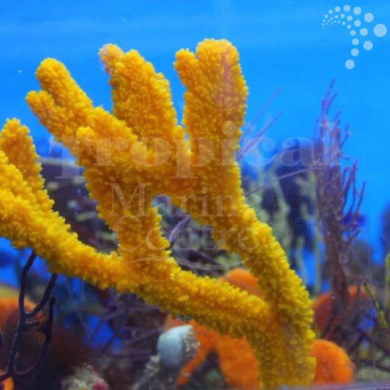 Champaing glas brigth Orange