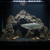 SILVER AROWANA